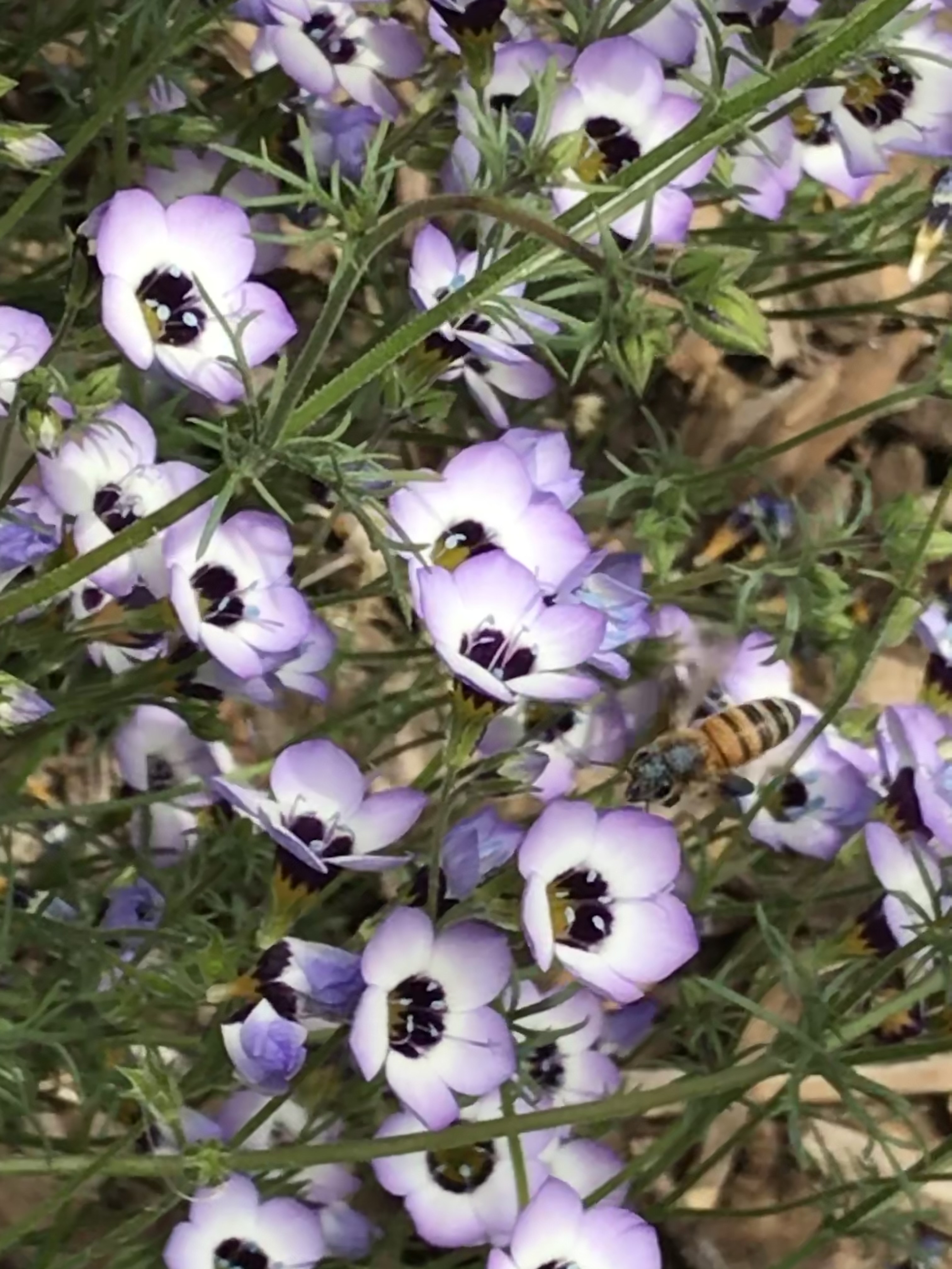 Honey bee on Gilia Tri Color