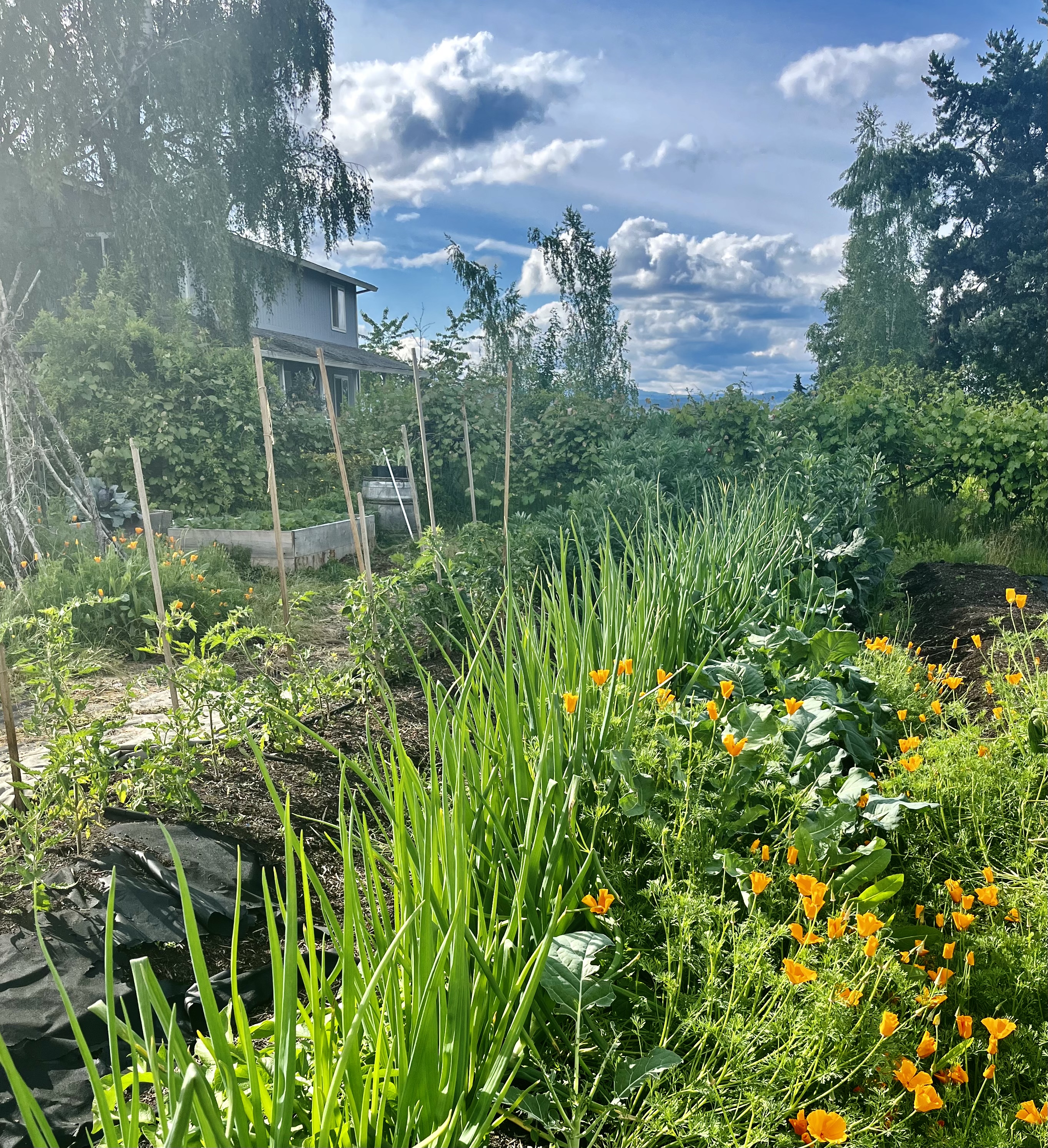 The garden in all it's glory