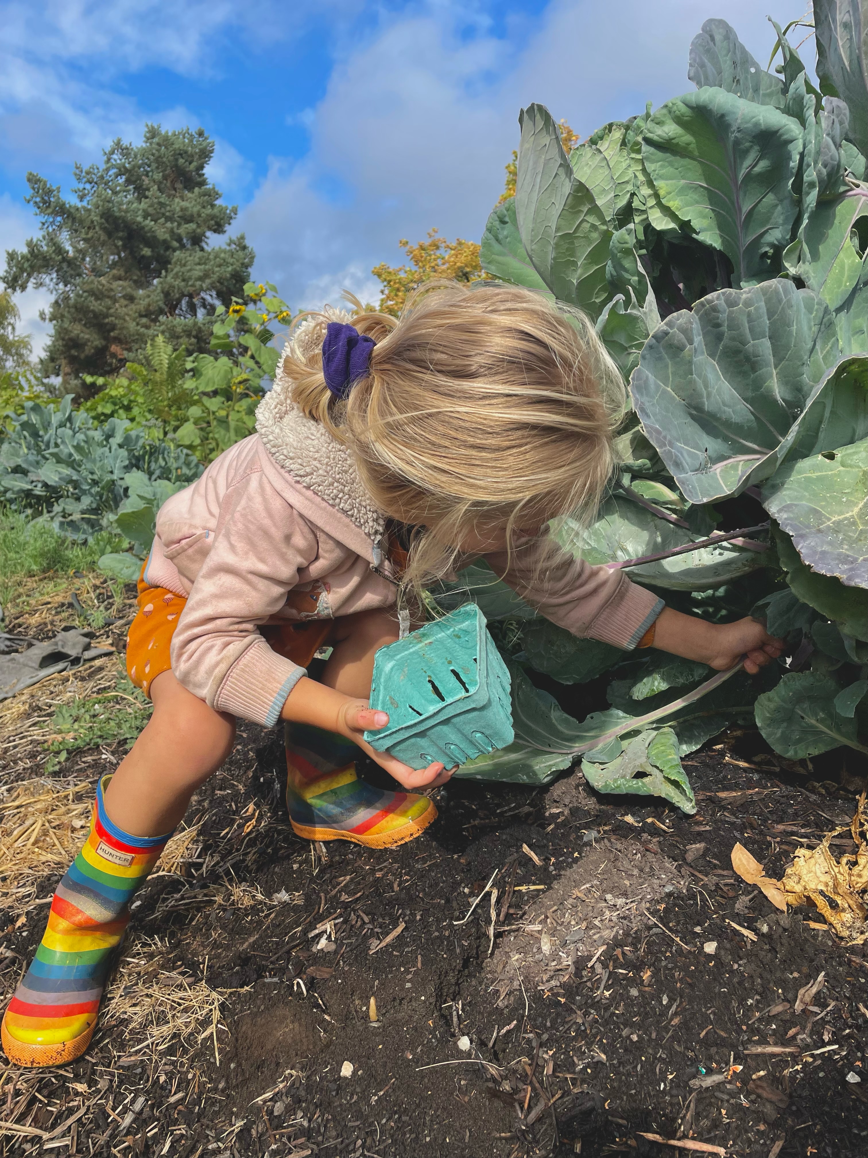 Laila picking vegetables