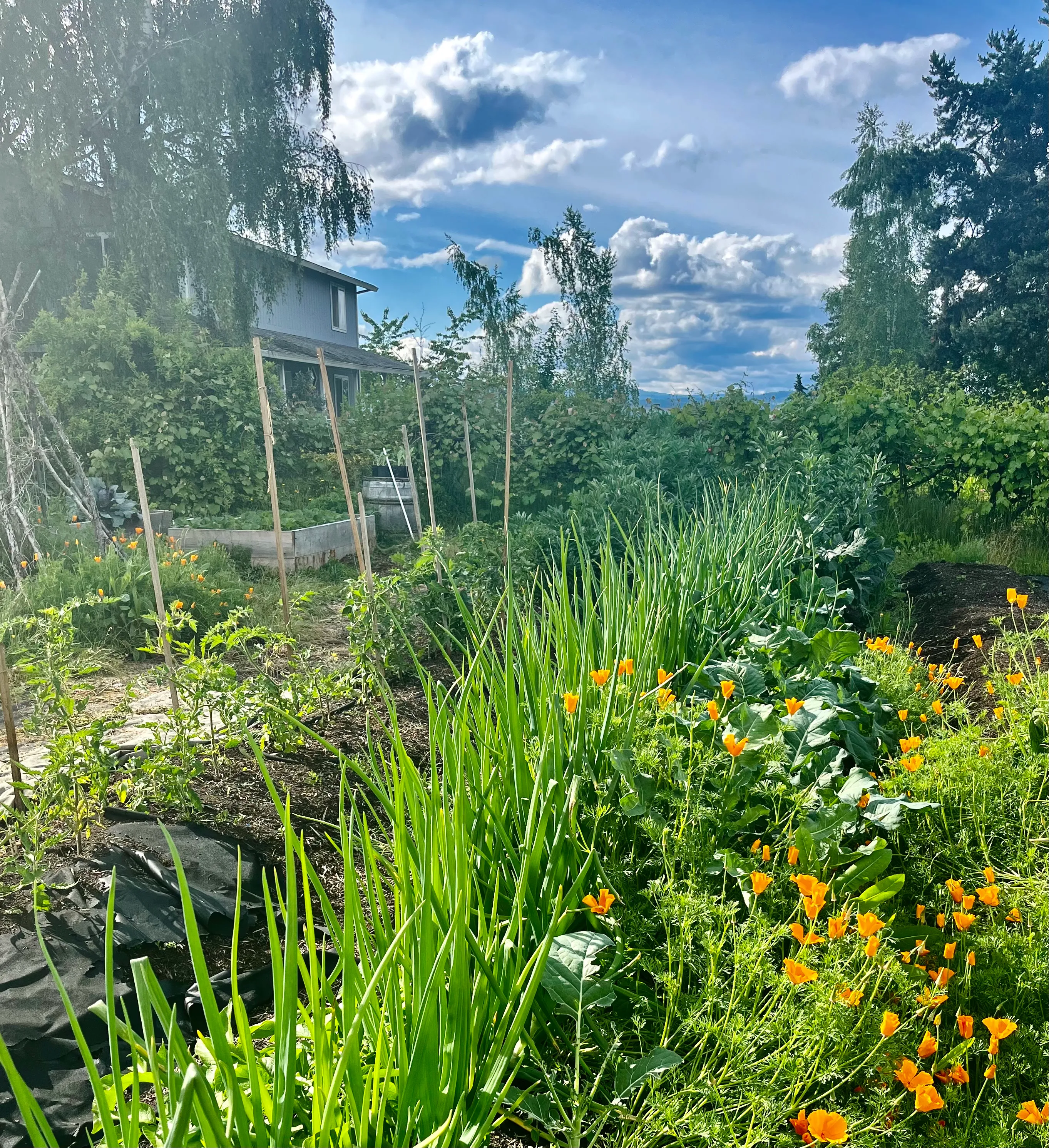 The garden in all it's glory