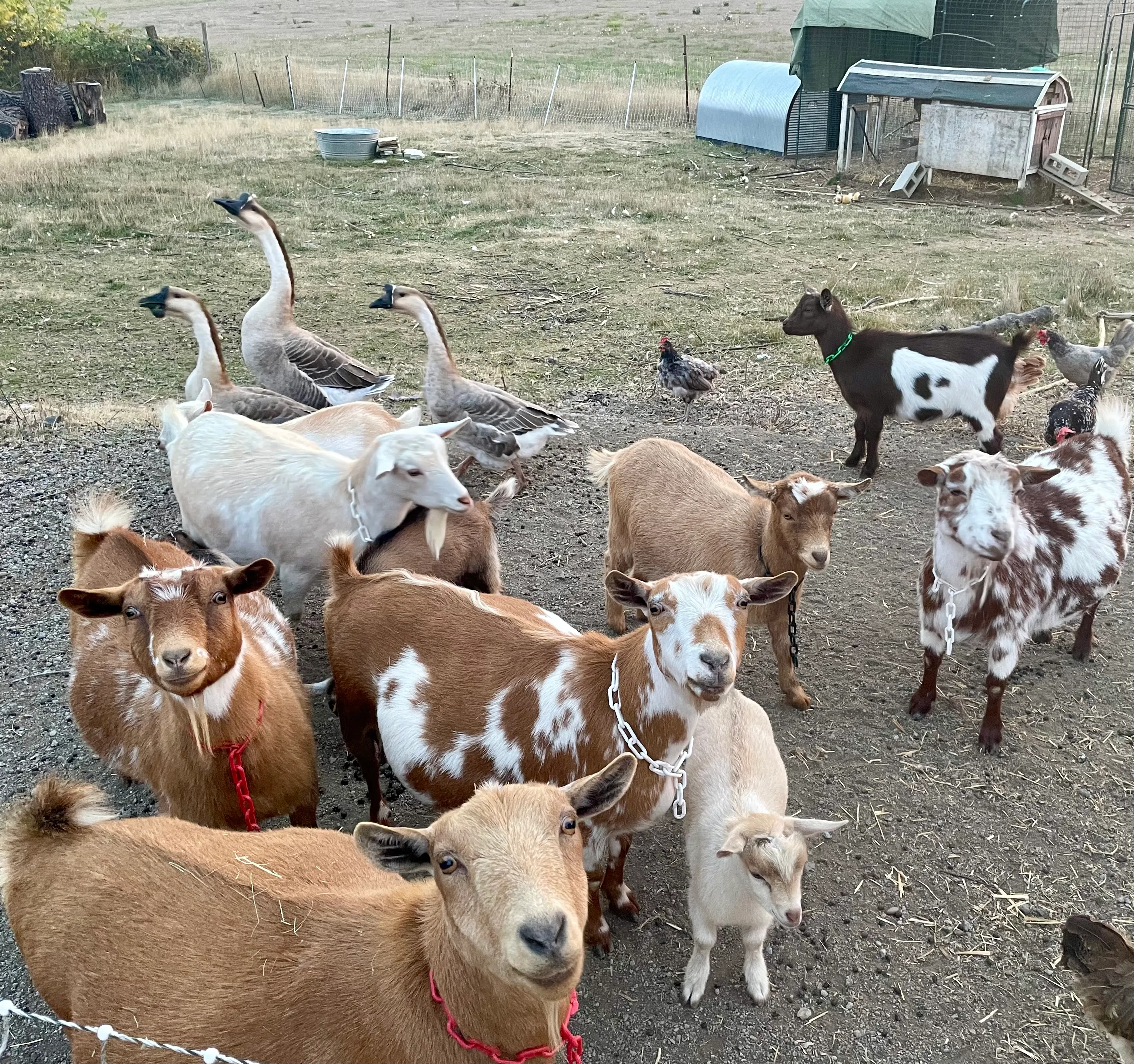 The goat herd