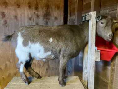 Bird's Eye Farm Gianaclis