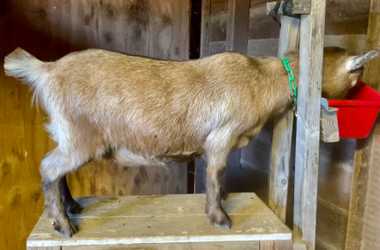Bird's Eye Farm Gilia Tricolor