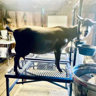 Diji Farm Cacao Nib 5*M (pending)