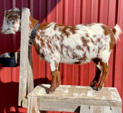 Bird’s Eye Farm Zora Neale