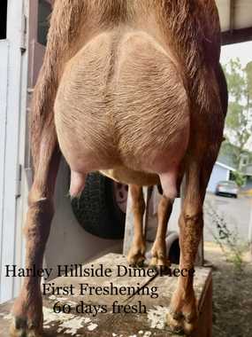 Harley Hillside Dime Piece 4*M (pending) VGVG 84