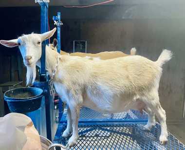 Bird’s Eye Farm Elena Ferrante 6*M (pending)