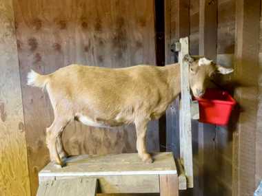 Bird's Eye Farm Masha Gessen