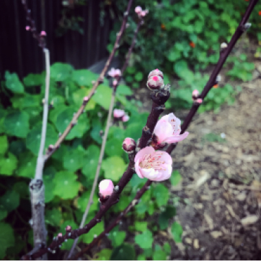 Some flowers